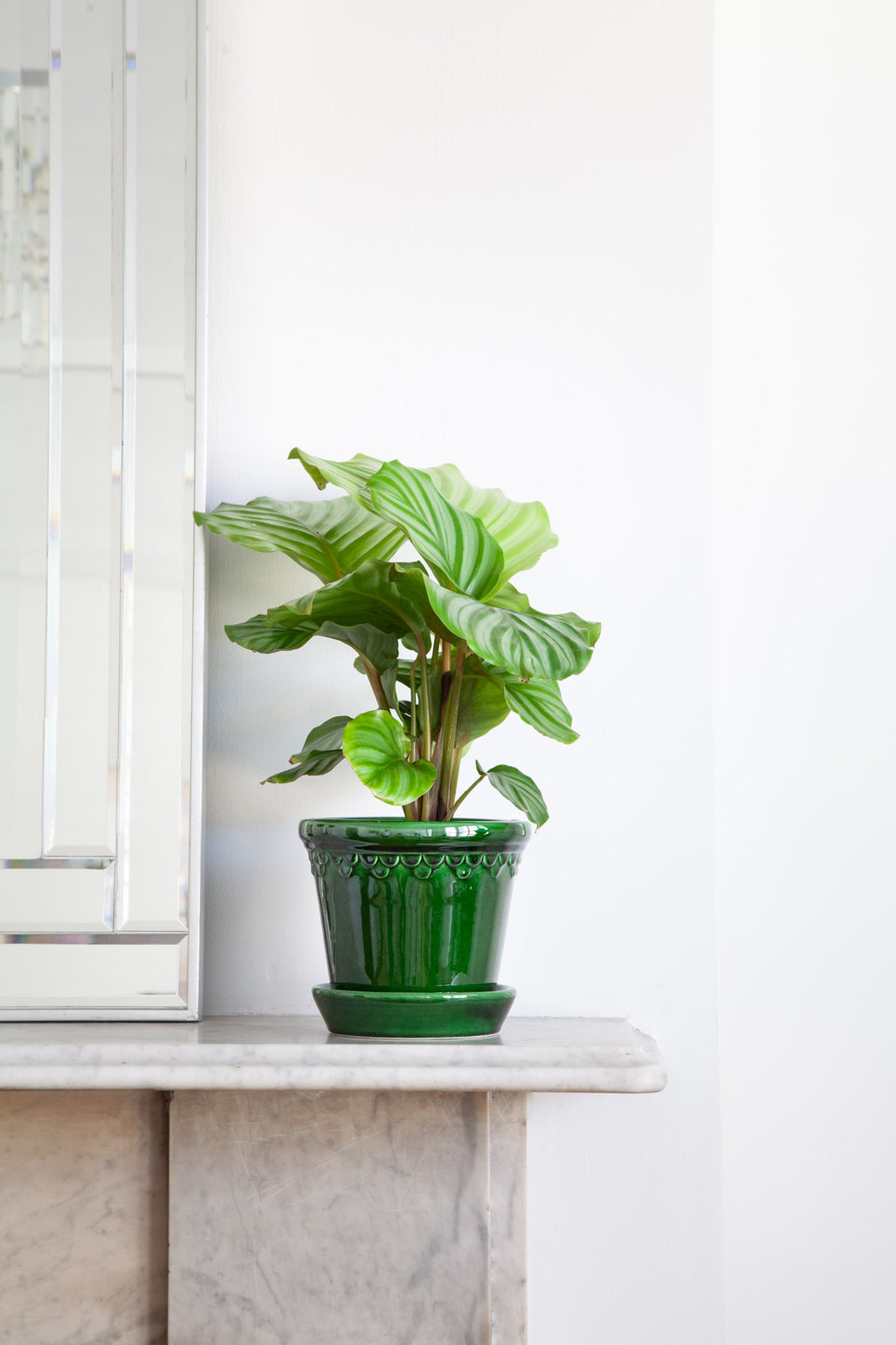 files/IndoorPlants_2-JamieShots20.11.2023-096_23c7a5f6-1a24-479c-9ed3-8780278ab11f.jpg